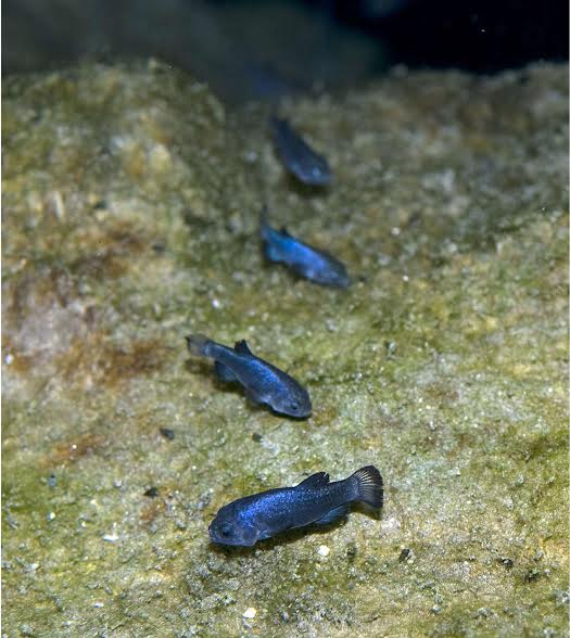 The Devils Hole Pupfish is restricted to a single, deep limestone pool at the bottom of Devils Hole, Ash Meadows, Death Valley National Park, Nevada. In 2012 less than sixty adult fish were found in the wild.